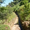 Plants: image 60 Of 86 Thumb